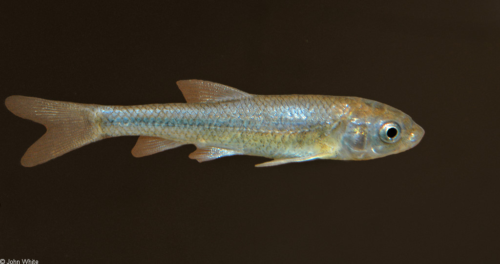 Hybognathus amarus